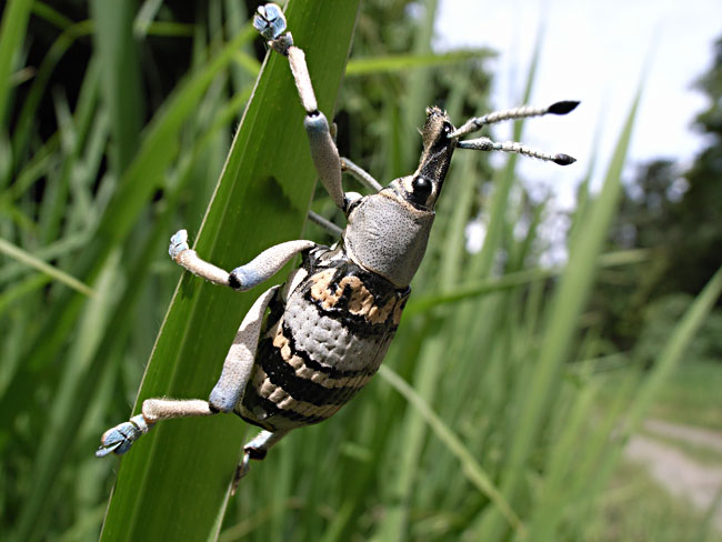 「デジカメ自然観察19」コンパクトデジカメを使いこなす