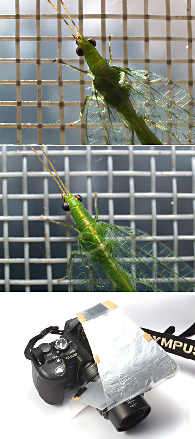 E-500でのマクロ撮影