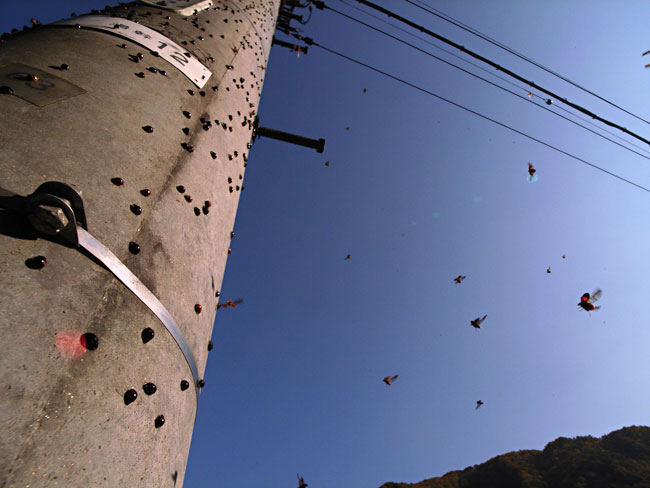 テントウムシの大集団