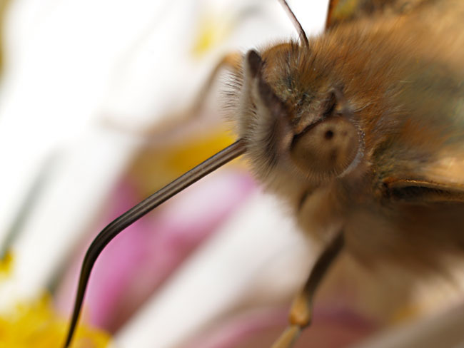 マクロレンズの威力（E-500　35mmマクロ）