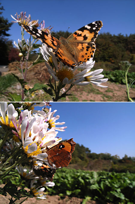 イカリモンガとヒメアカタテハ（GＲデジタル）