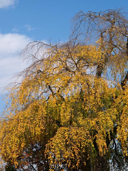 黄色くなったしだれ桜