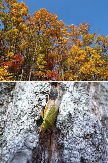 クヌギの黄葉とクヌギカメムシ