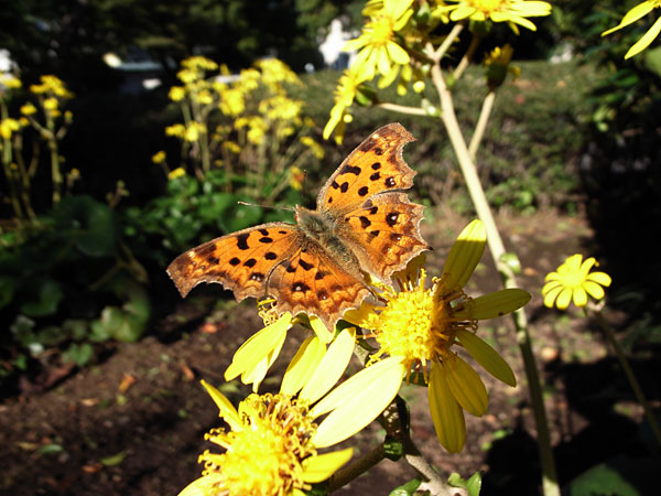 キタテハとツワブキの花