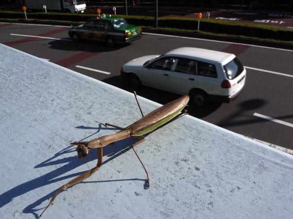東京のオオカマキリ