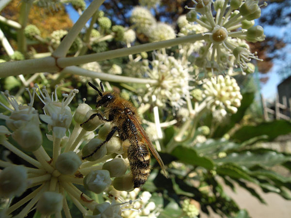 ヤツデの花と虫