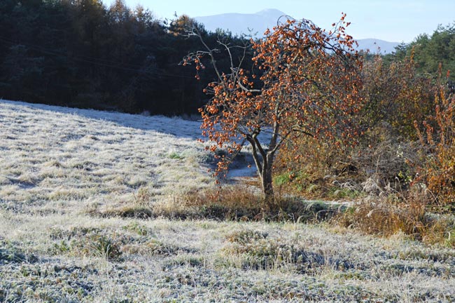 霜が降りた