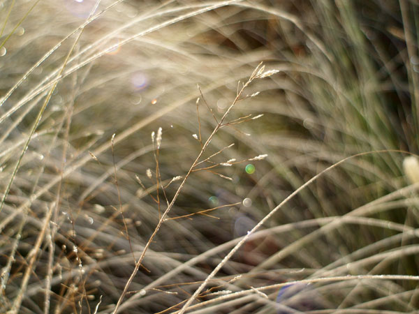 朝の光（フレクトゴン20mm）