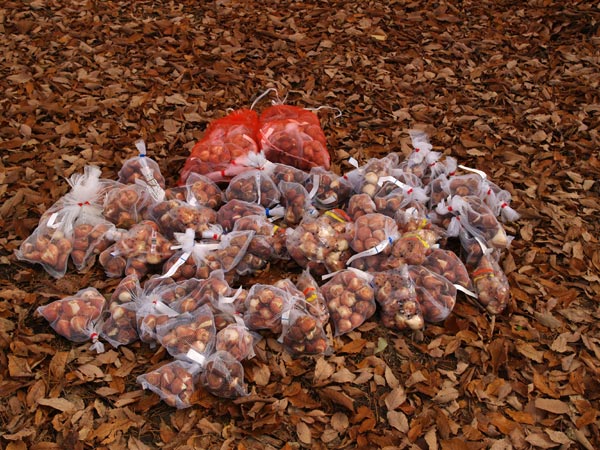 チューリップの球根