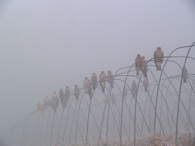 霧のなかのトビの群