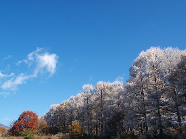 霧氷の出たカラマツ林