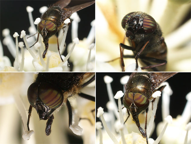 ツマグロキンバエの仲間