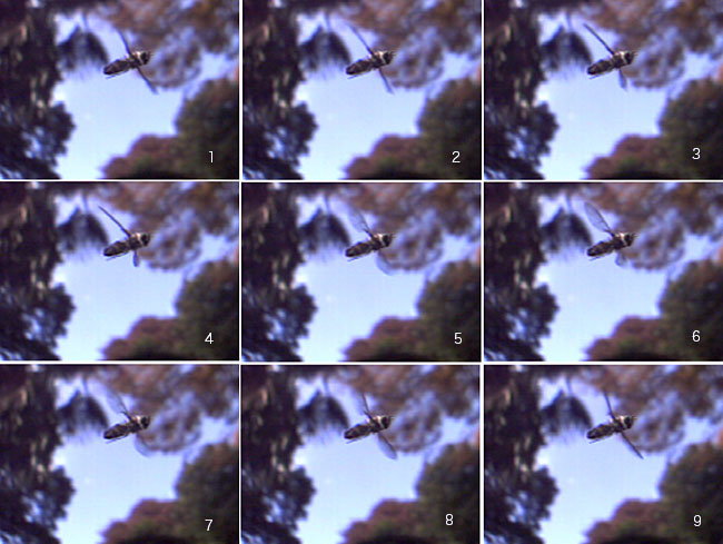 秒2000コマの世界