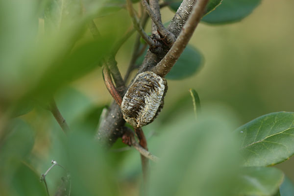 ハラビロカマキリの卵