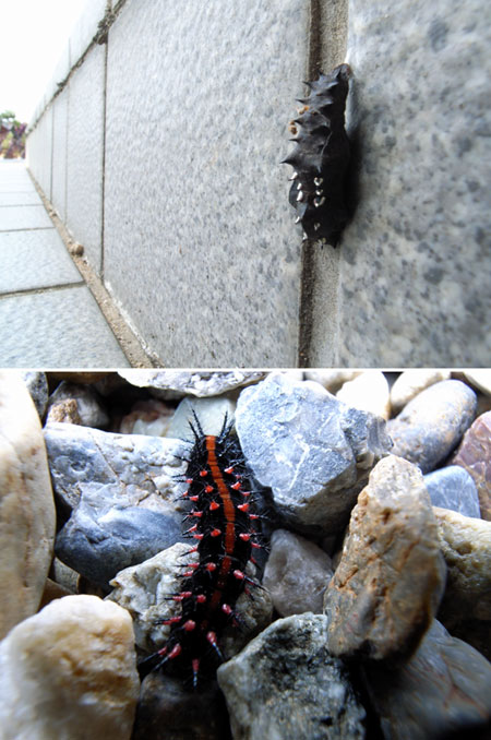 ツマグロヒョウモンの蛹