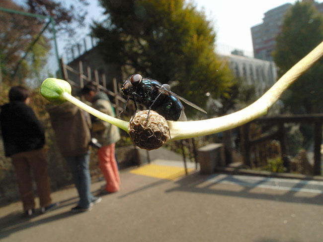 今日からホンジュラス