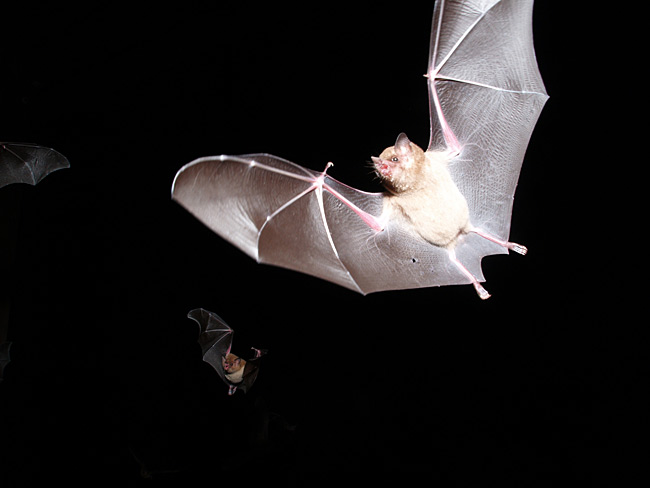 コウモリ