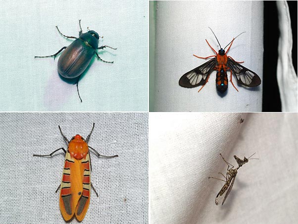 夜の明かりに集まる虫