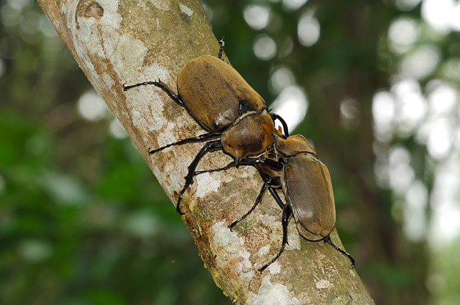 ゾウカブトの喧嘩