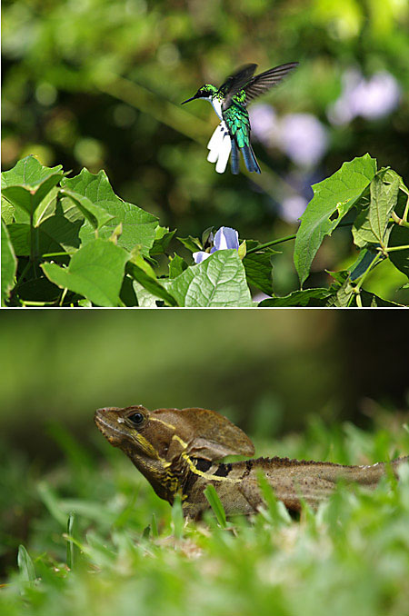 ハチドリとバシリスク