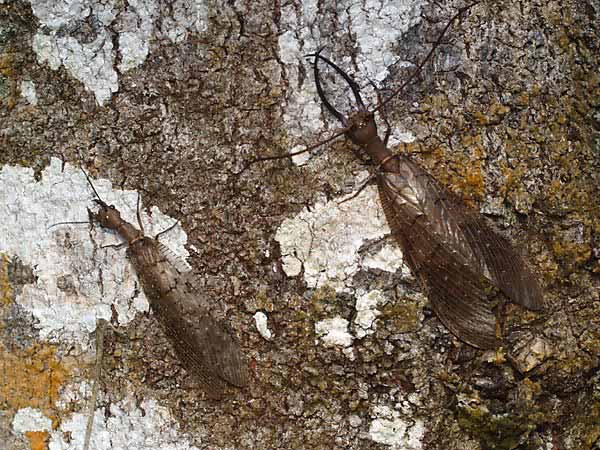 クワガタヘビトンボ