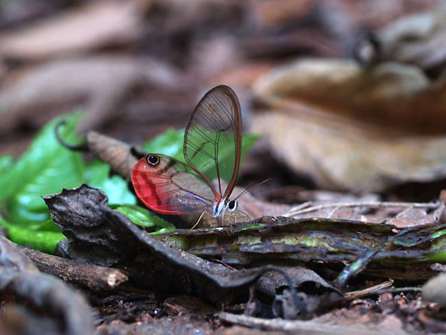 ベニスカシジャノメ