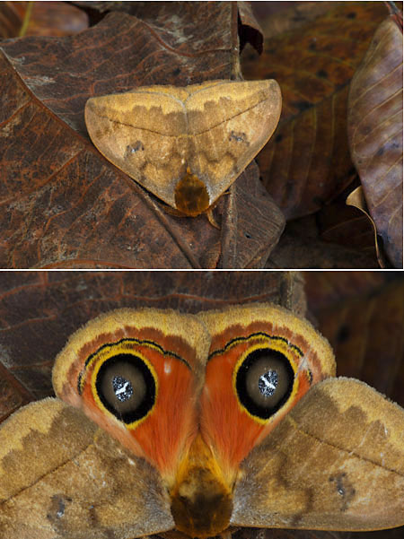 メダマヤママユ