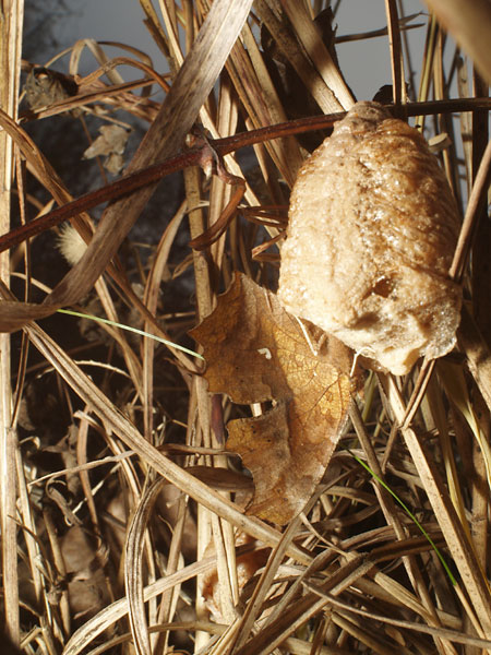 キタテハの越冬