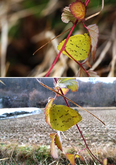 キチョウの越冬