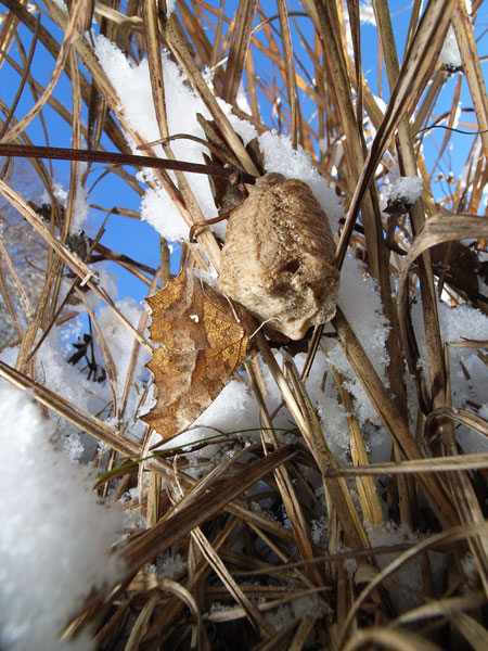 今日のキタテハ