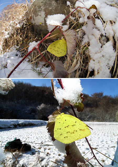雪の中のキチョウ