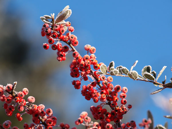 ピラカンサスの実についた霜