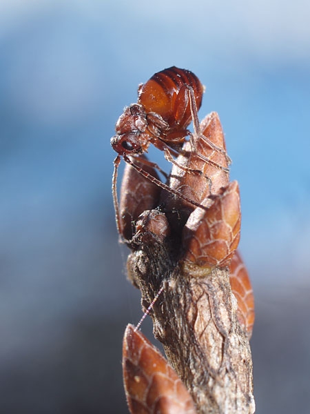 タマバチの産卵