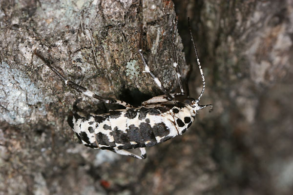 チャバネフユエダシャク