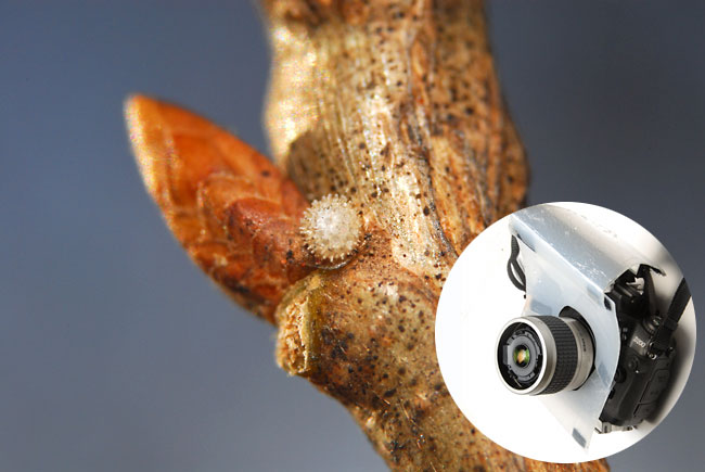 高倍率マクロ撮影レンズ（D200）