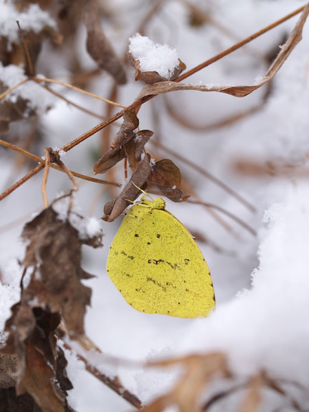 キチョウの越冬その後