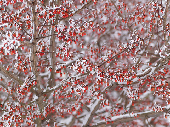 雪のついたニシキギ