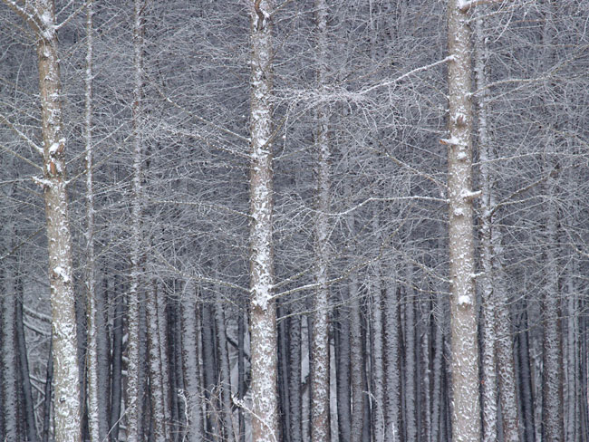 雪のカラマツ林