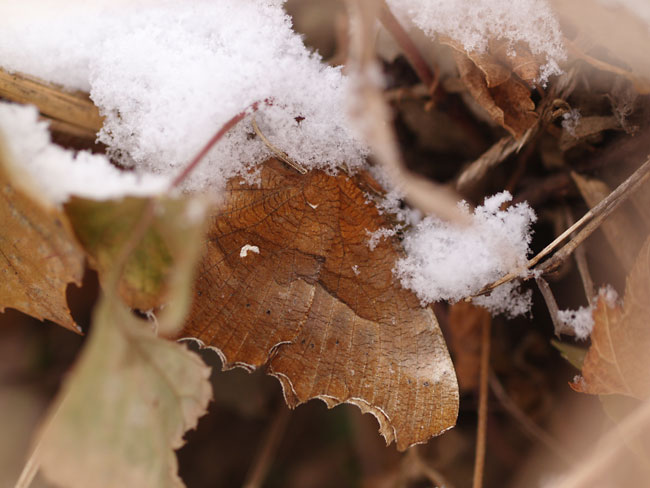 雪の中のキタテハ