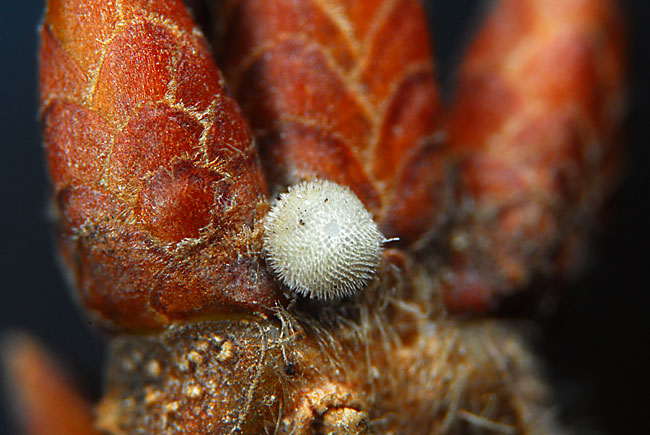 ウラミスジシジミの卵（自作高倍率マクロレンズ）