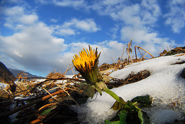 タンポポ（虫の眼レンズ）