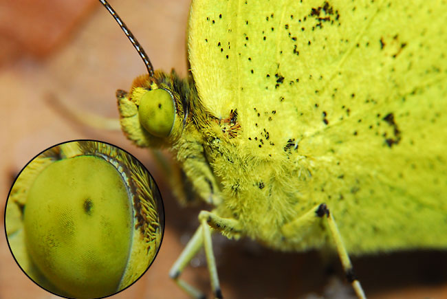 落ちたキチョウ