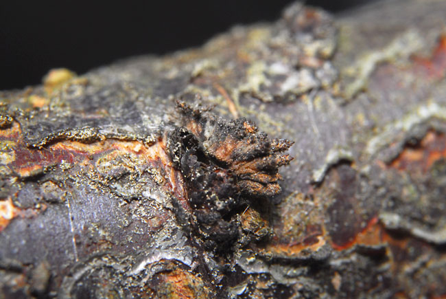 オオミスジの幼虫