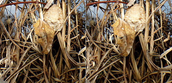 キタテハの越冬（立体写真）