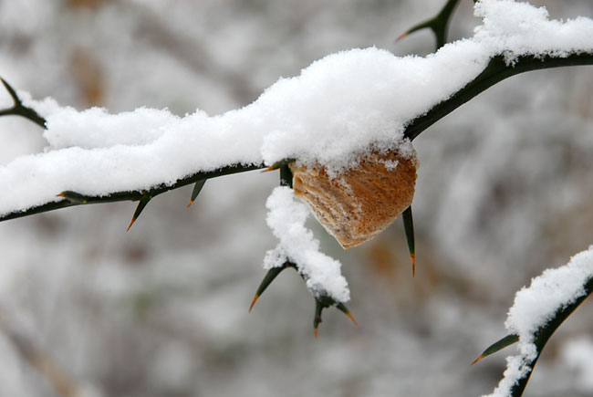オオカマキリの卵