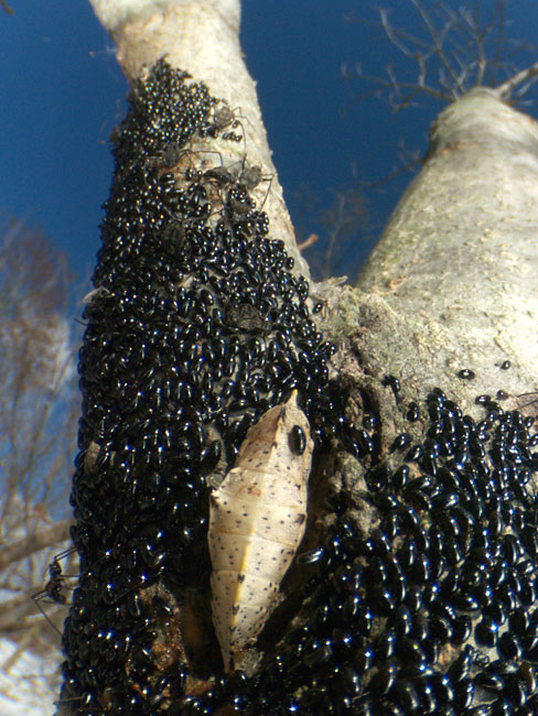 モンシロチョウの蛹にアブラムシの卵が・・・