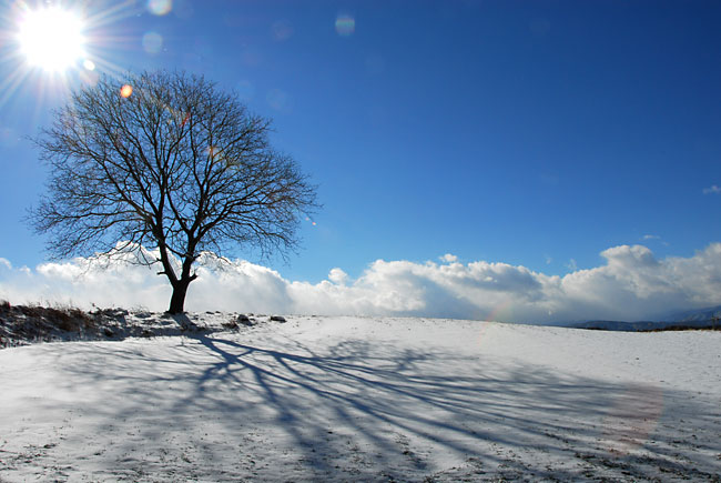 いつものクルミの木