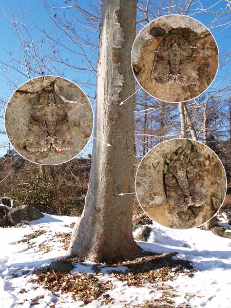 3匹のキノカワガ