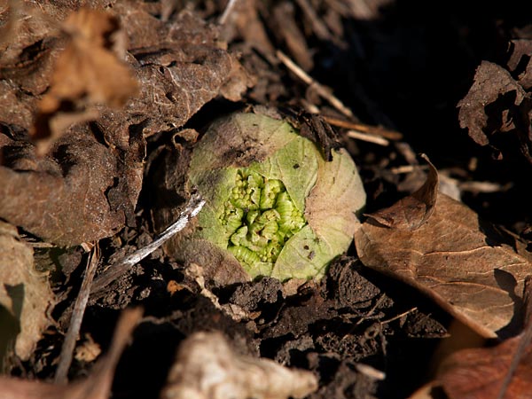 12月のフキノトウ
