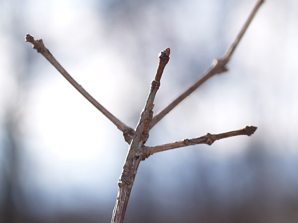 シャクガの幼虫